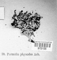 Hypogymnia physodes image